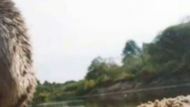 Выхухоль (лат. Desmana moschata) смотреть онлайн