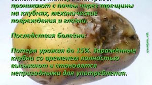 Грибковые болезни картофеля. Признаки болезни, как распространяется, где развивается Методы лечения
