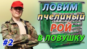 Ловля пчелиного роя в ловушку от Видеопасеки. Конструкция ловушки и секреты поимки роя.