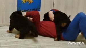 ротвейлеры напали на ребёнка и облизали) Rottweilers are playing