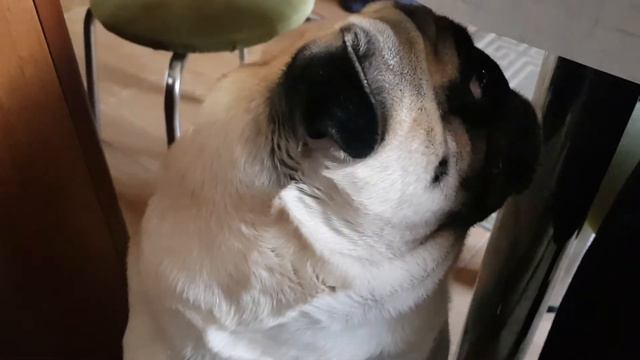 мопс с глазами попрошайки смотреть онлайн