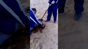 Поиск золота. Ленинградская область