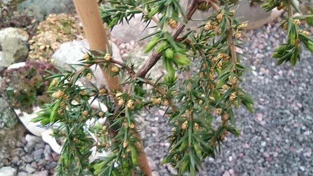 Обзор посылки из "Мартин-Сад". Можжевельник обыкновенный Horstmann. смотреть онлайн