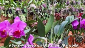 Орхидеи Тайланда глазами туриста и музыка для души