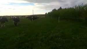 Как работает электропастух? Смотрим видео