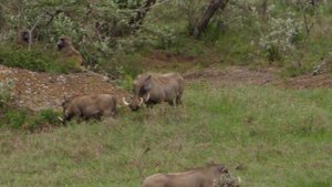 Кения. Прогулка по национальному парку Hell'sGate, еще больше животных.