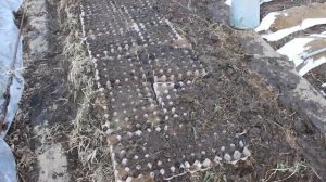 Посадка Моркови В Яичные Ячейки