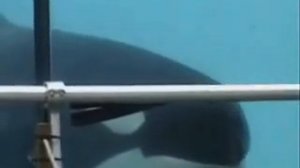 Orcas at Marineland Antibes