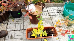 ✿ САДОВАЯ ГОЛУБИКА -2.  Осенняя посадка саженцев голубики ➽ ✿ℛоманова ДАЧА.и