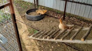 Новый курятник на 20 курочек