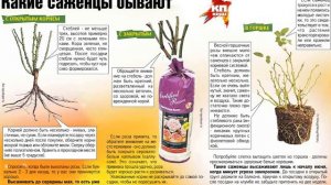 ПОСАДКА РОЗ ВЕСНОЙ || Подготовка роз к посадке весной  Посадка роз весной в открытый грунт