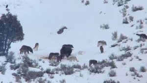Медведя Гризли окружила Стая ВОЛКОВ.