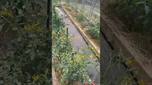 Мой огород после весенних дождей