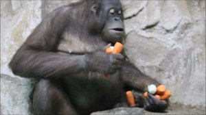 Орангутаны. Мишель устроила представление для посетителей, а Бату наблюдал сверху 29.12.2023