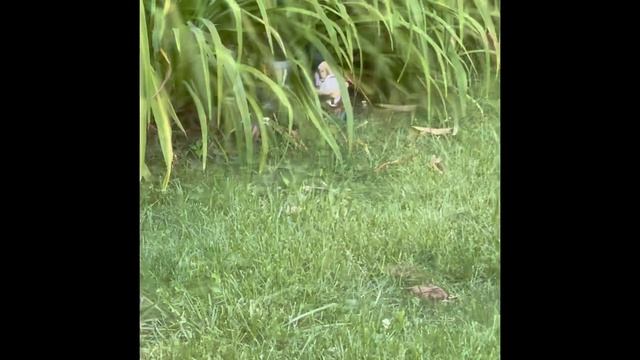 GNOME ALONE: The Enchanted Forest смотреть онлайн