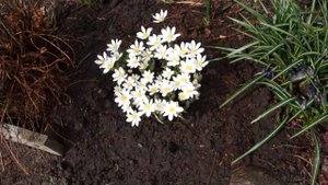 Цветет сангвинария. Необычная помощница