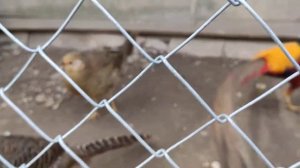 Золотой фазан токует