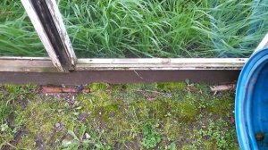 Как избавиться от Мха и Лишайников. Железный Купорос