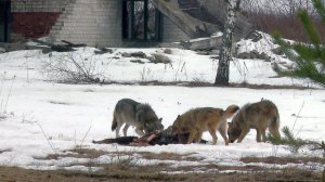 Стая волков у останков добычи (Чернобыльская зона)