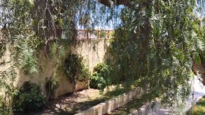 Черный перец растет на деревьях