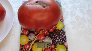 Томат "Красный гигант". Сорт из прошлого. Самый крупный, мясистый, сладкий томат. Сезон - 2022