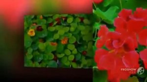 Цветы Настурция (Tropaeolum flower)