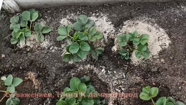 ПОСЛЕ ПОДКОРМКИ ВЕСНОЙ КЛУБНИКА ЗАВАЛИТ ВАС УРОЖАЕМ ?? УХОД И ПОДКОРМКА КЛУБНИКИ ДО ЦВЕТЕНИЯ видео