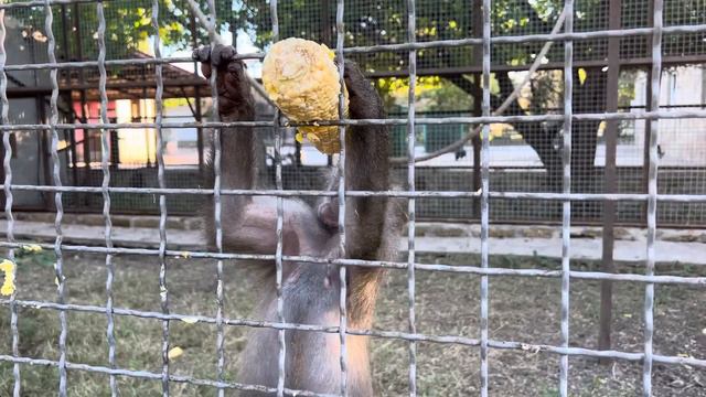 Как гамадрил Люся с кукурузой справлялась и никому ее не давала! Тайган смотреть онлайн