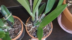 Каттлеи в глиняных горшках: уход и мои ошибки!