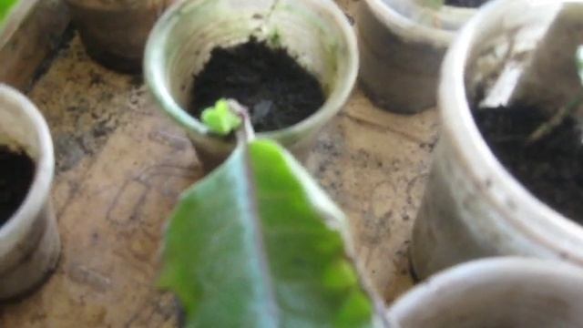 НЕ НАСТУПАЙТЕ НА ГРАБЛИ !!!Выращивая лимоны и муррайи из косточки,размножая Джинуру черенками . смотреть онлайн