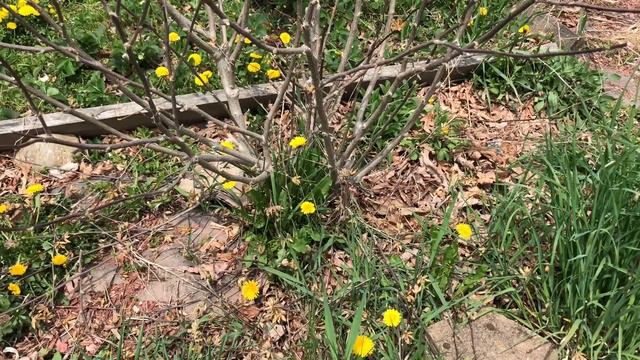 Trimmed all 3 white bloom hardy Hibiscus, crabapple started blooming смотреть онлайн