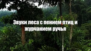 Звуки леса с пением птиц и журчанием ручья