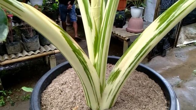 melihat senthe var mewah harga jutaan смотреть онлайн