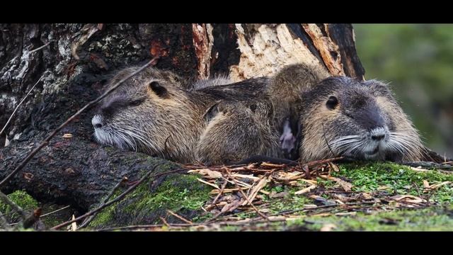 CANON EOS 90D 4K CINEMATIC Ragondin le mal aimé смотреть онлайн