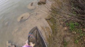 . Ловля карпа на гороховые мини бойлы в пруду.