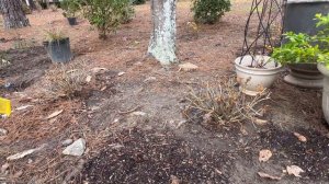 NEW PLANTS AND CHANGES IN THE DRIVEWAY BED!!! (Weigela, Abelia, Heuchera, Boxwoods & More!)