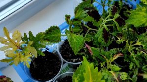 Колеусы на холодном подоконнике, что сделала я.