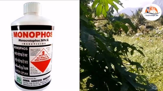 ஆமணக்கு விவசாயம் | Ricinus Communis | Amanakku | Kottamuthu | Caster Plant Cultivation | Tamil 360 смотреть онлайн