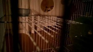 Хомка live: один день из жизни хомячка.он очень быстро бегал ?