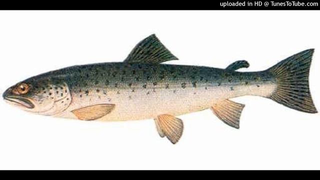Fishing Simulator 2 Music 01