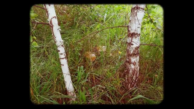 За грибами смотреть онлайн