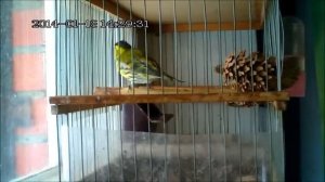 Пение лесных птиц -чиж (англ.siskin) ( лат.Carduelis spinus)