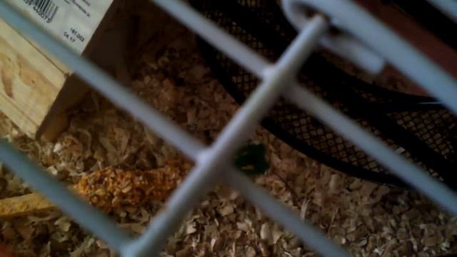 Чем кормить сирийского хомяка смотреть онлайн