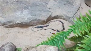 Джунгли Боливии