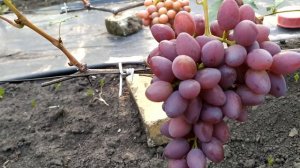 Гусар-очень ранний виноград,с высокими вкусовыми качествами