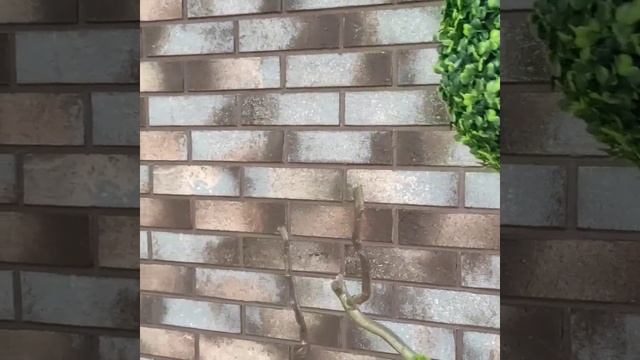 Гибкая, клинкерная плитка НКМ ручной формовки в интерьере кафе. смотреть онлайн