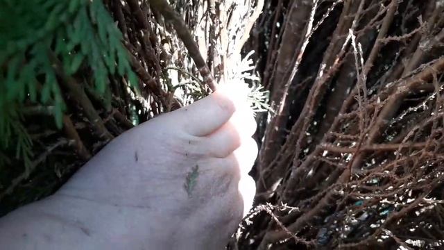 Обрезка туи весной . Как обрезать? Что надо сделать? смотреть онлайн