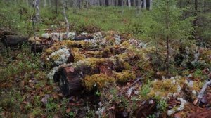 ВОЛК РЯДОМ! ЛОВУШКИ СРАБОТАЛИ! ТОНУ В РЕКЕ, "ВСЁ ТОПИТ" СТРАШНО!  ВЫЖИТЬ В ТАЕЖНЫХ УСЛОВИЯХ!