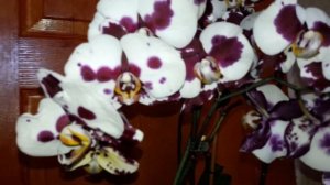Орхидея?? Полка Дотс. Цветение в мае ??