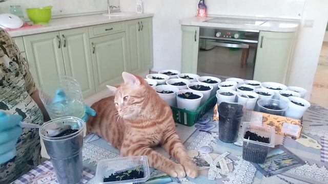 Хочу стать "Цветочной Феей"))) Готовим грунт и пикируем рассаду петуньи с Рыжим смотреть онлайн